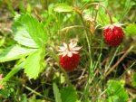 IMG_4408.jpeg